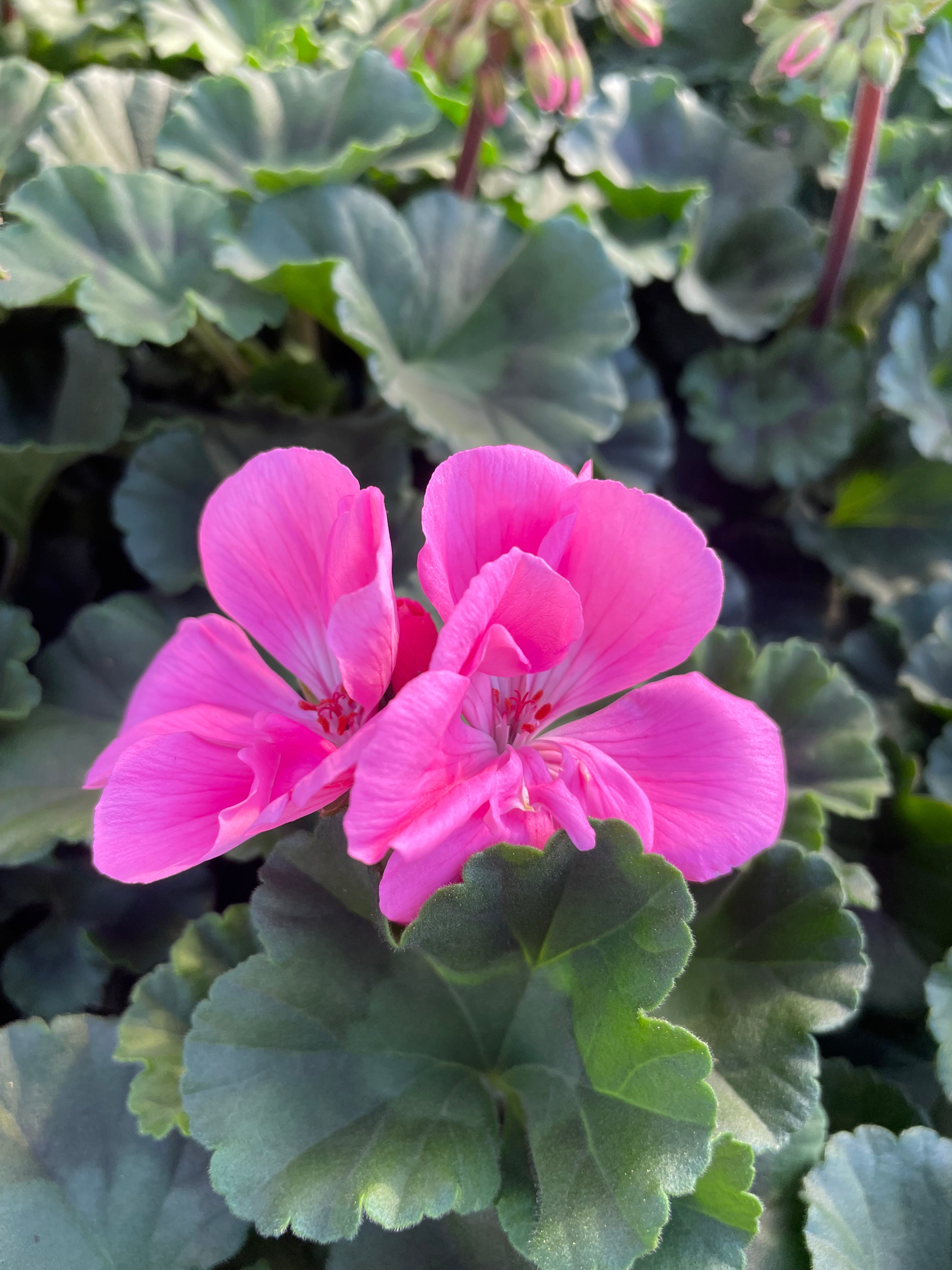 Geranium 10.5cm