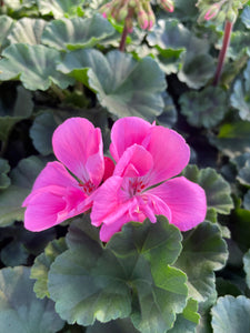 Geranium 10.5cm