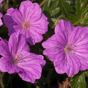 Geranium  3 Litre