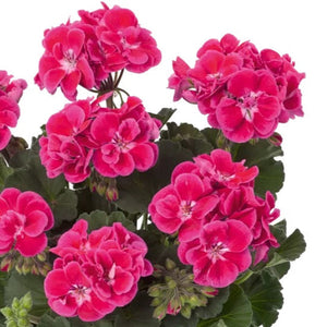 Geranium 10.5cm