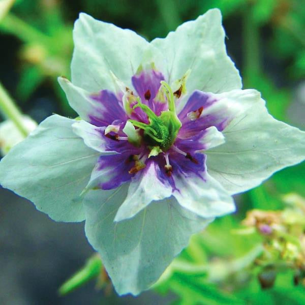 Geranium  3 Litre