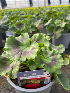 Geranium 1 Litre