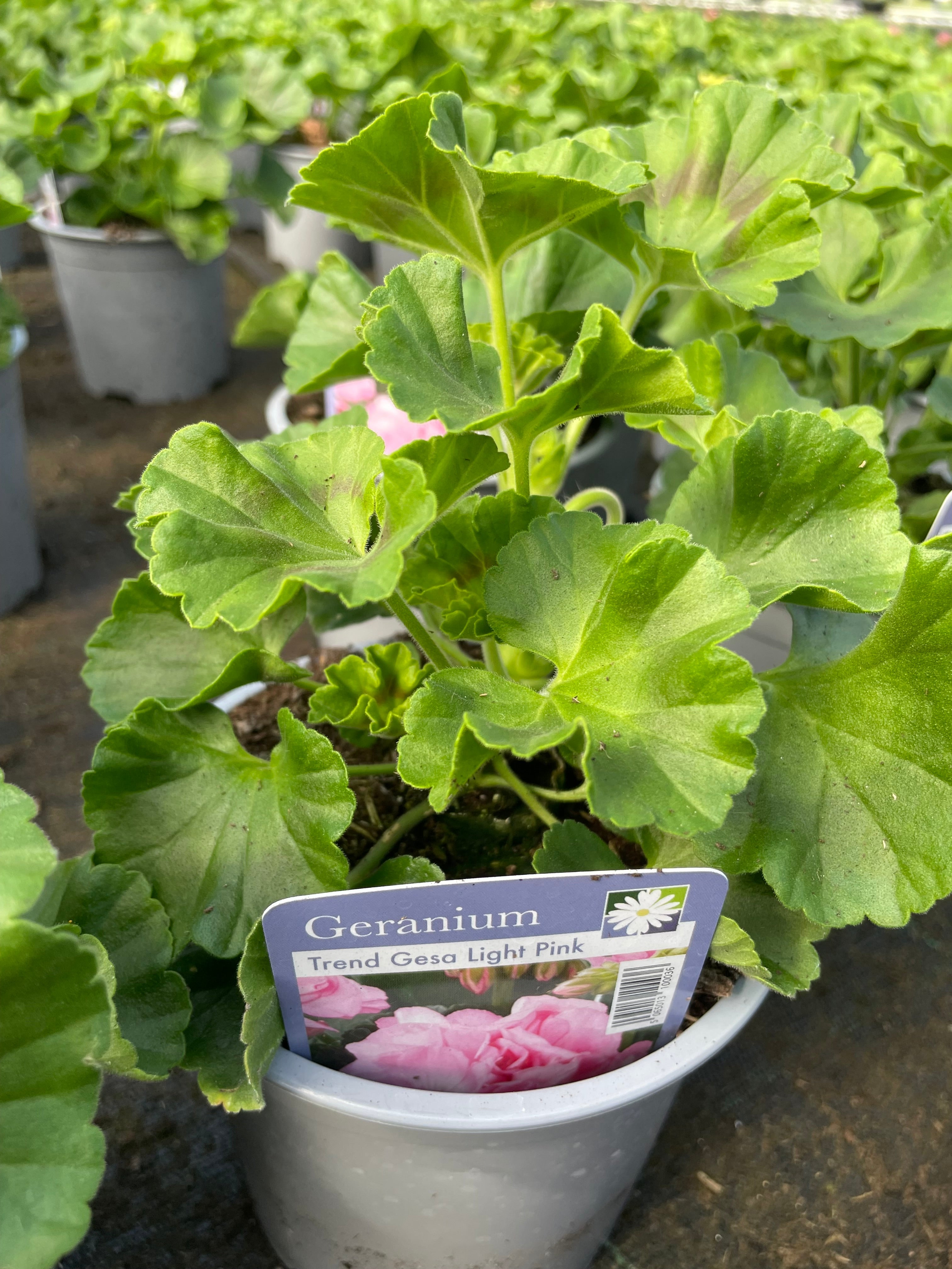 Geranium 1 Litre