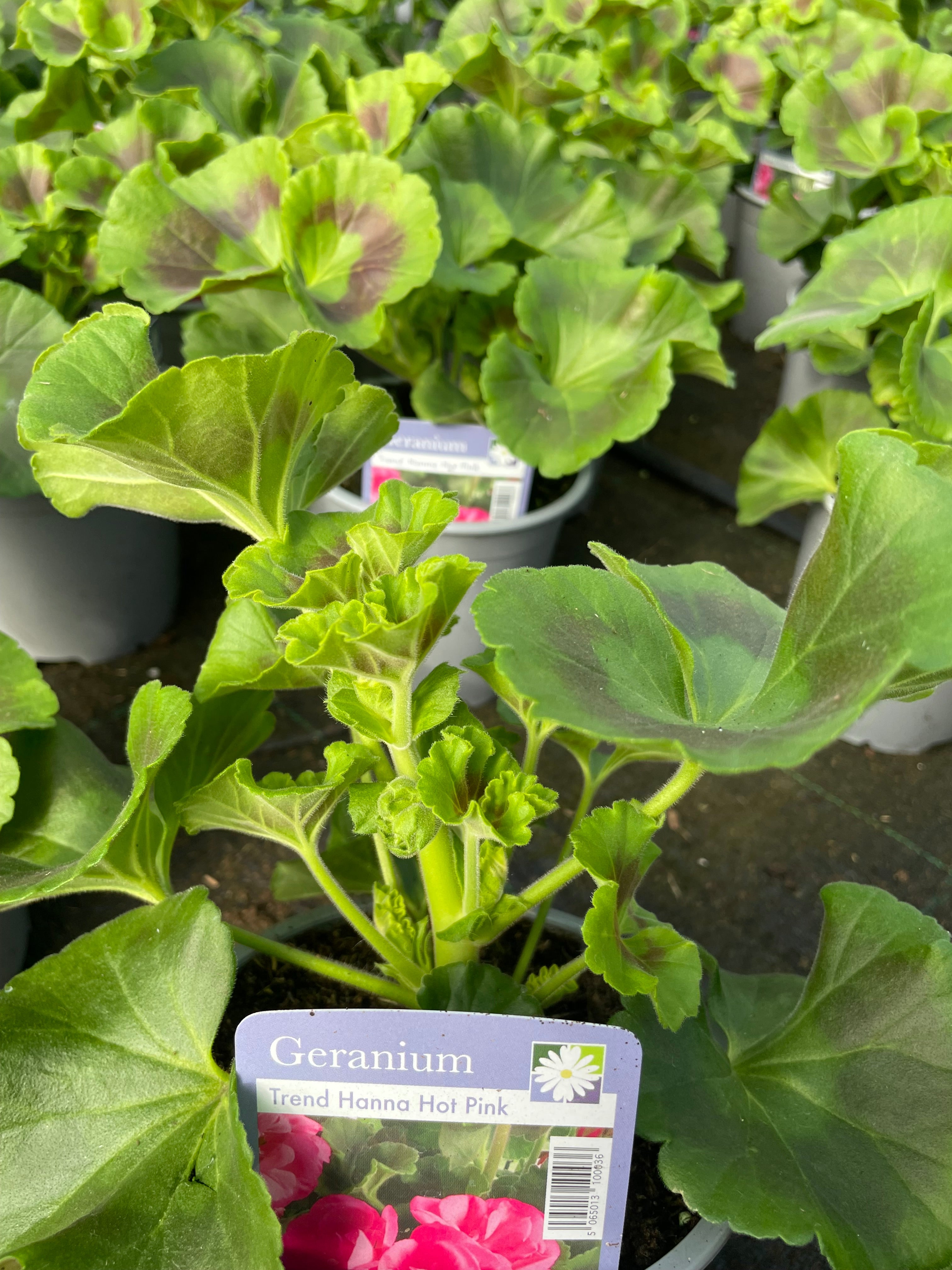 Geranium 1 Litre