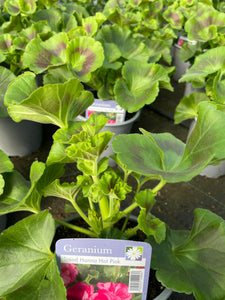 Geranium 1 Litre