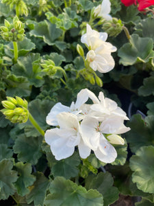 Geranium 10.5cm