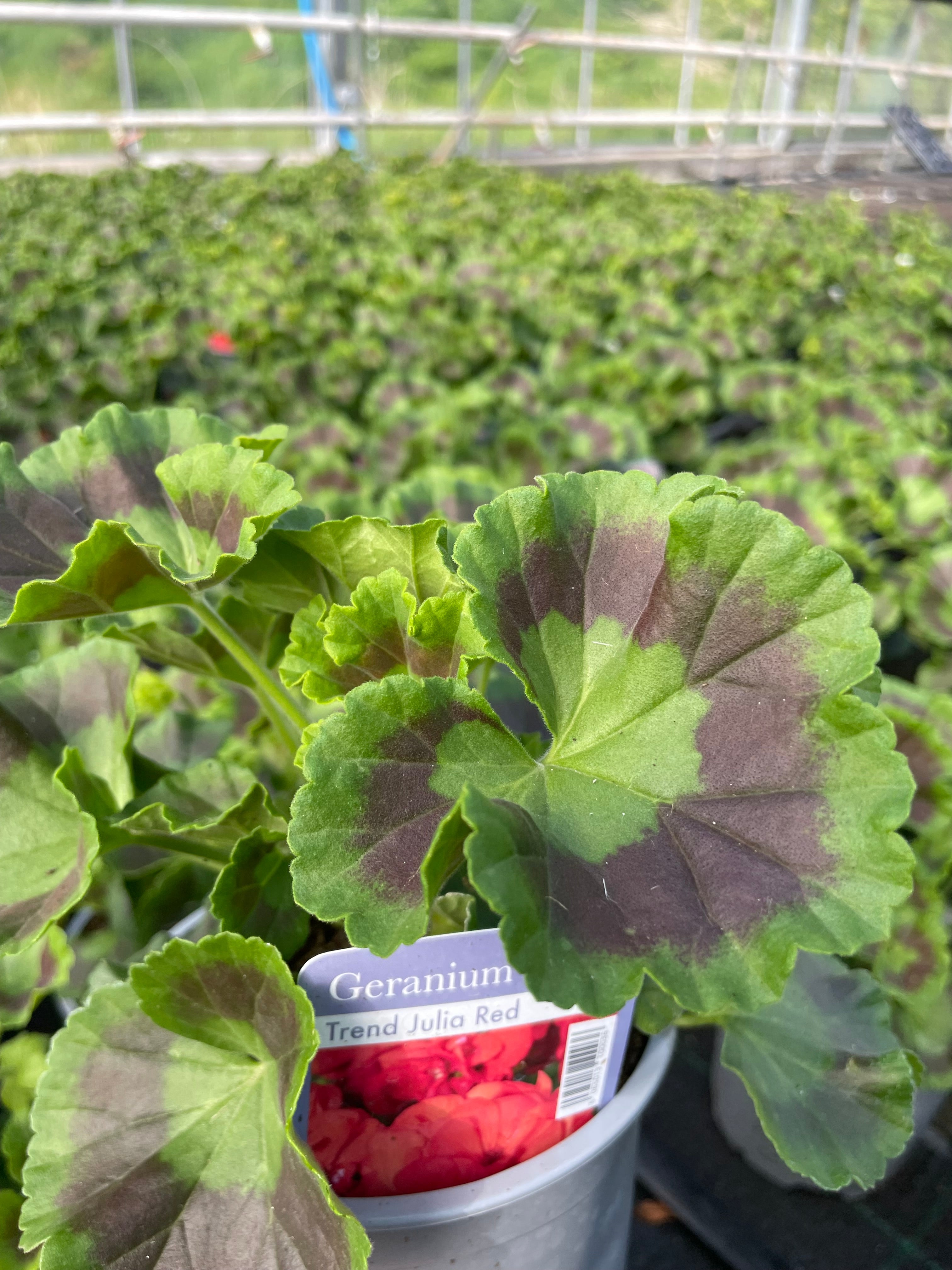 Geranium 1 Litre