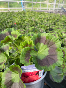 Geranium 1 Litre