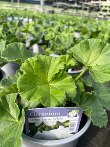 Geranium 1 Litre