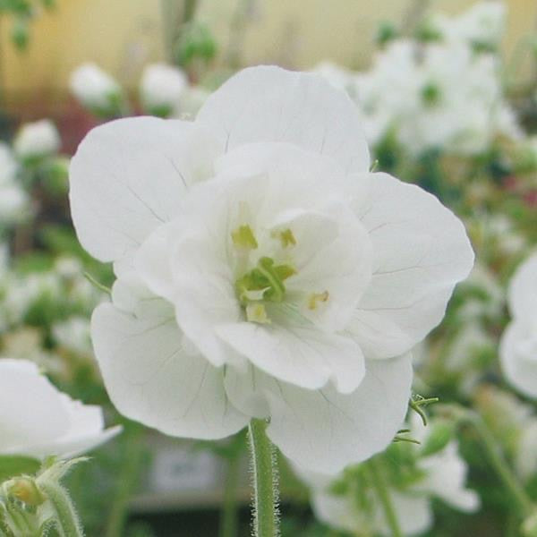 Geranium  3 Litre