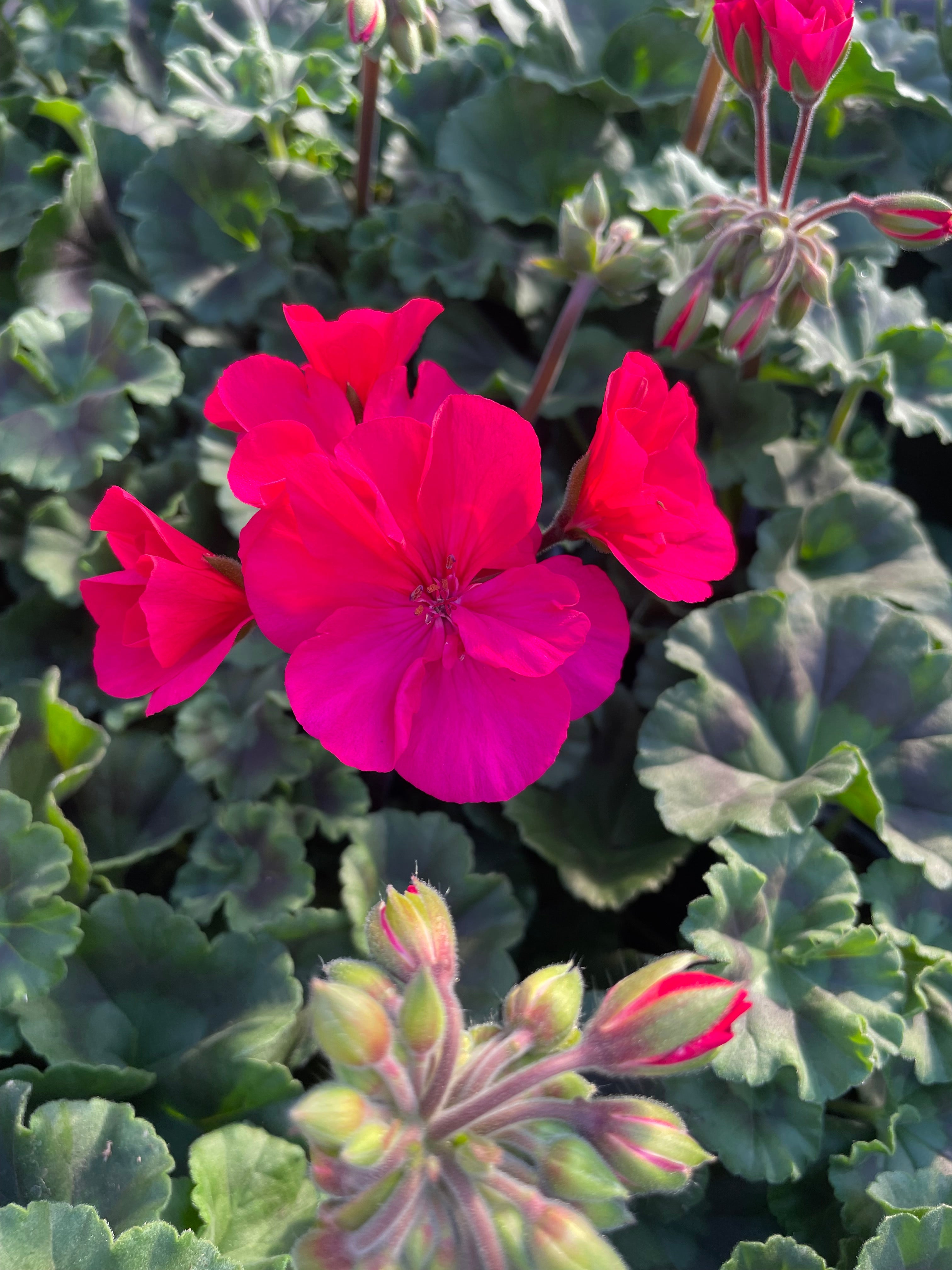 Geranium 10.5cm
