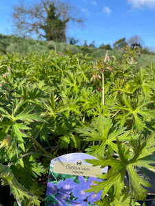 Geranium  3 Litre