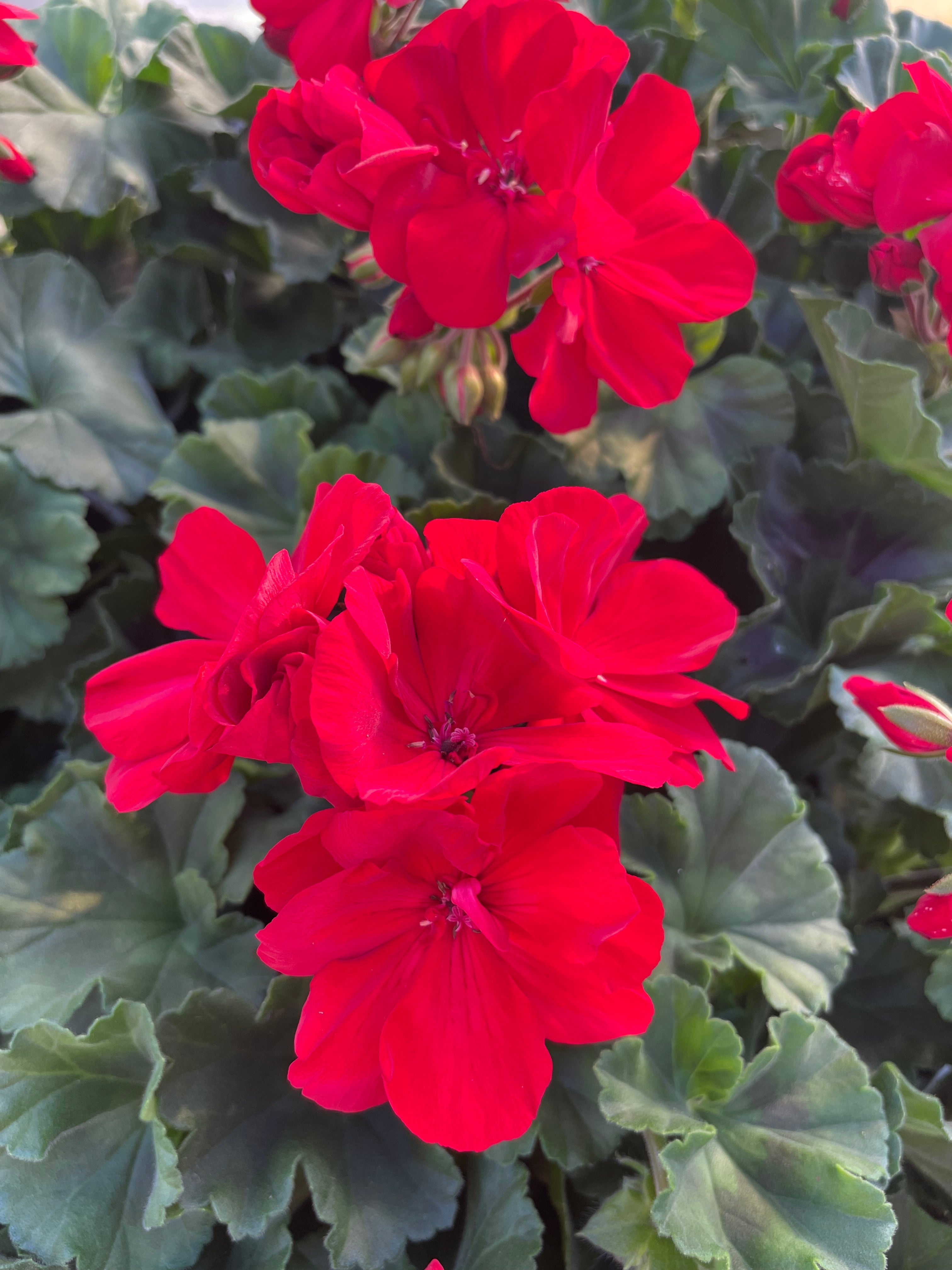 Geranium 10.5cm