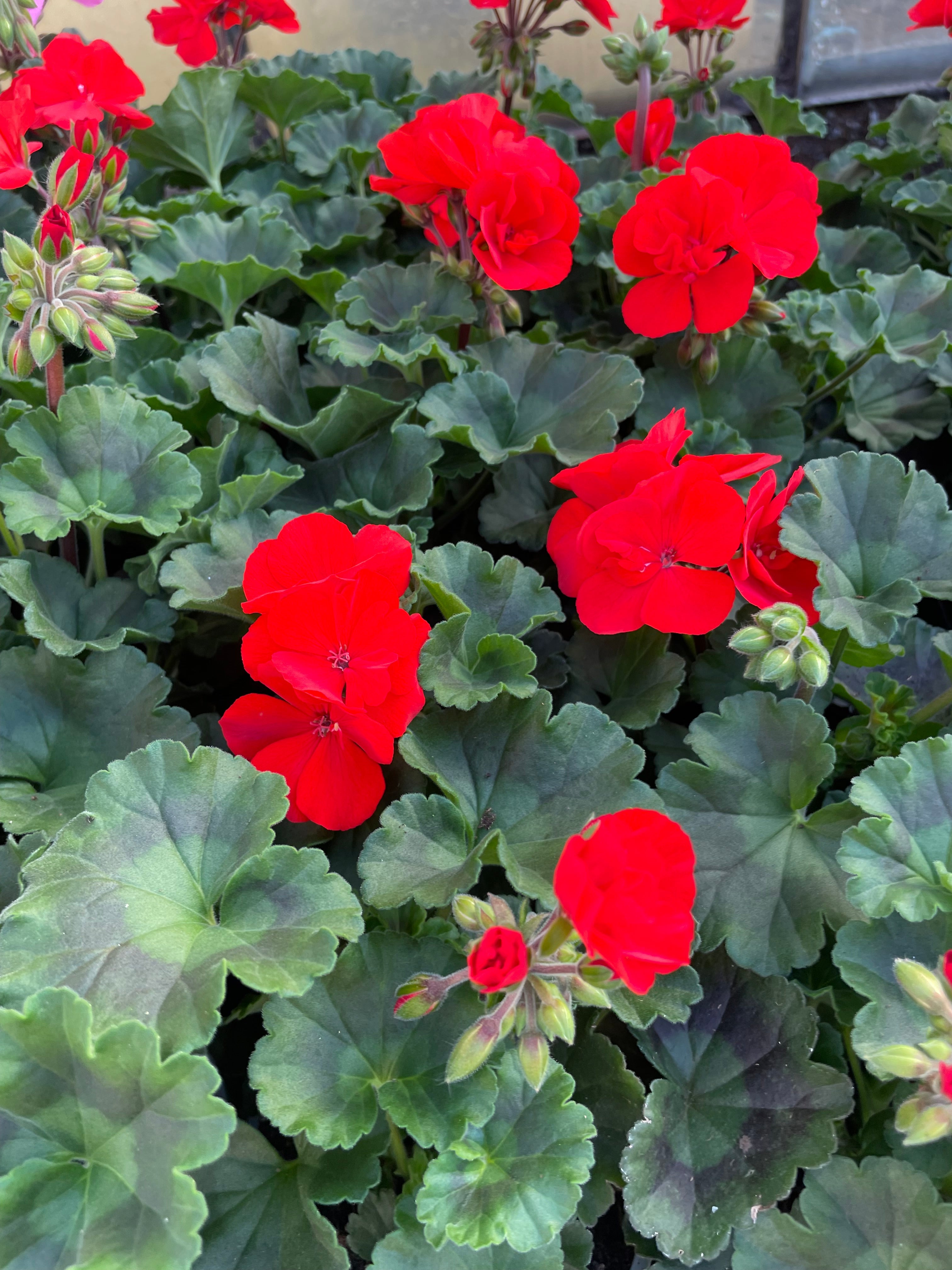 Geranium 10.5cm
