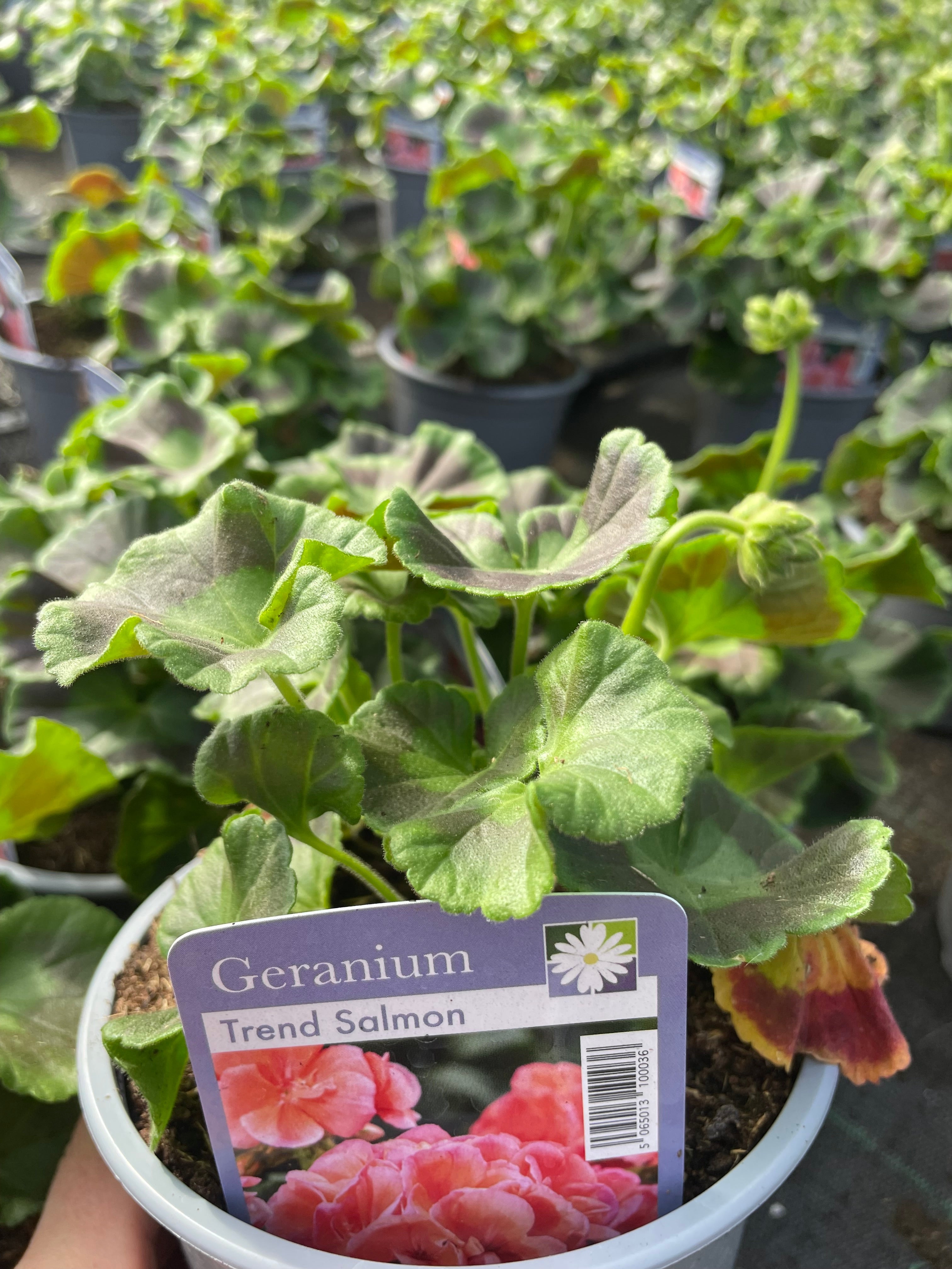 Geranium 1 Litre
