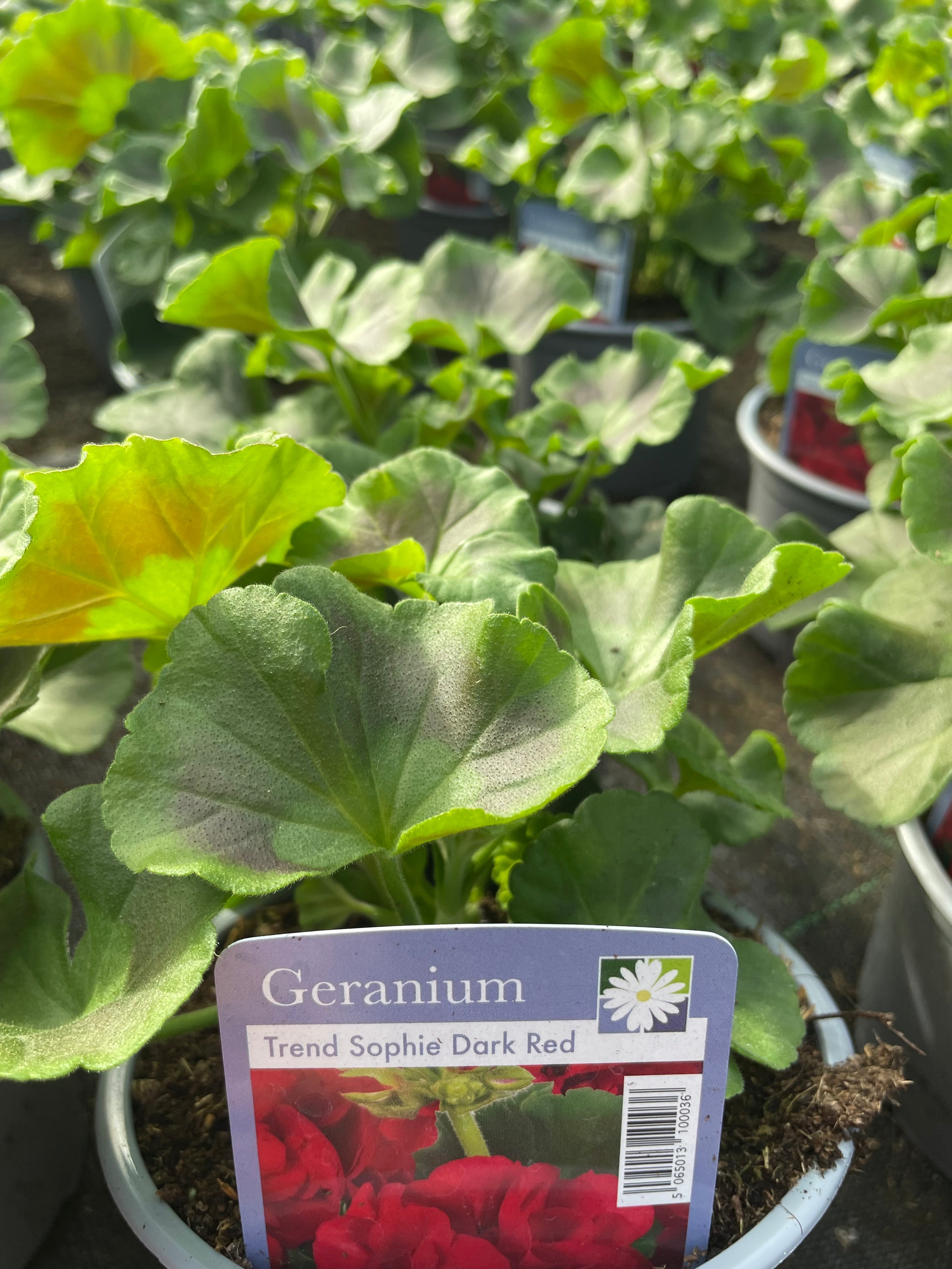 Geranium 1 Litre