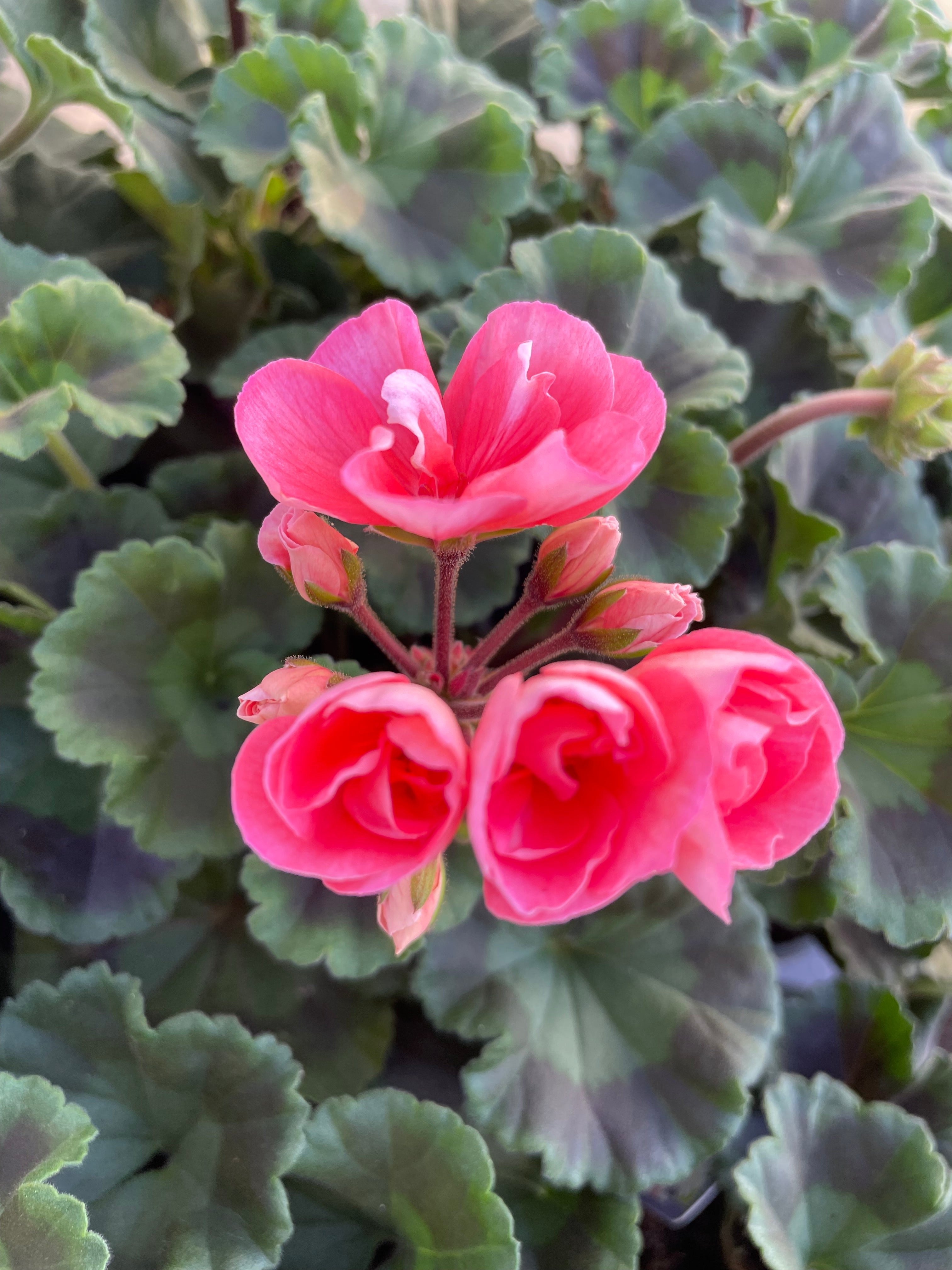 Geranium 10.5cm
