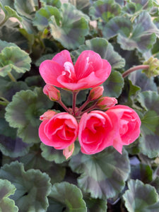 Geranium 10.5cm