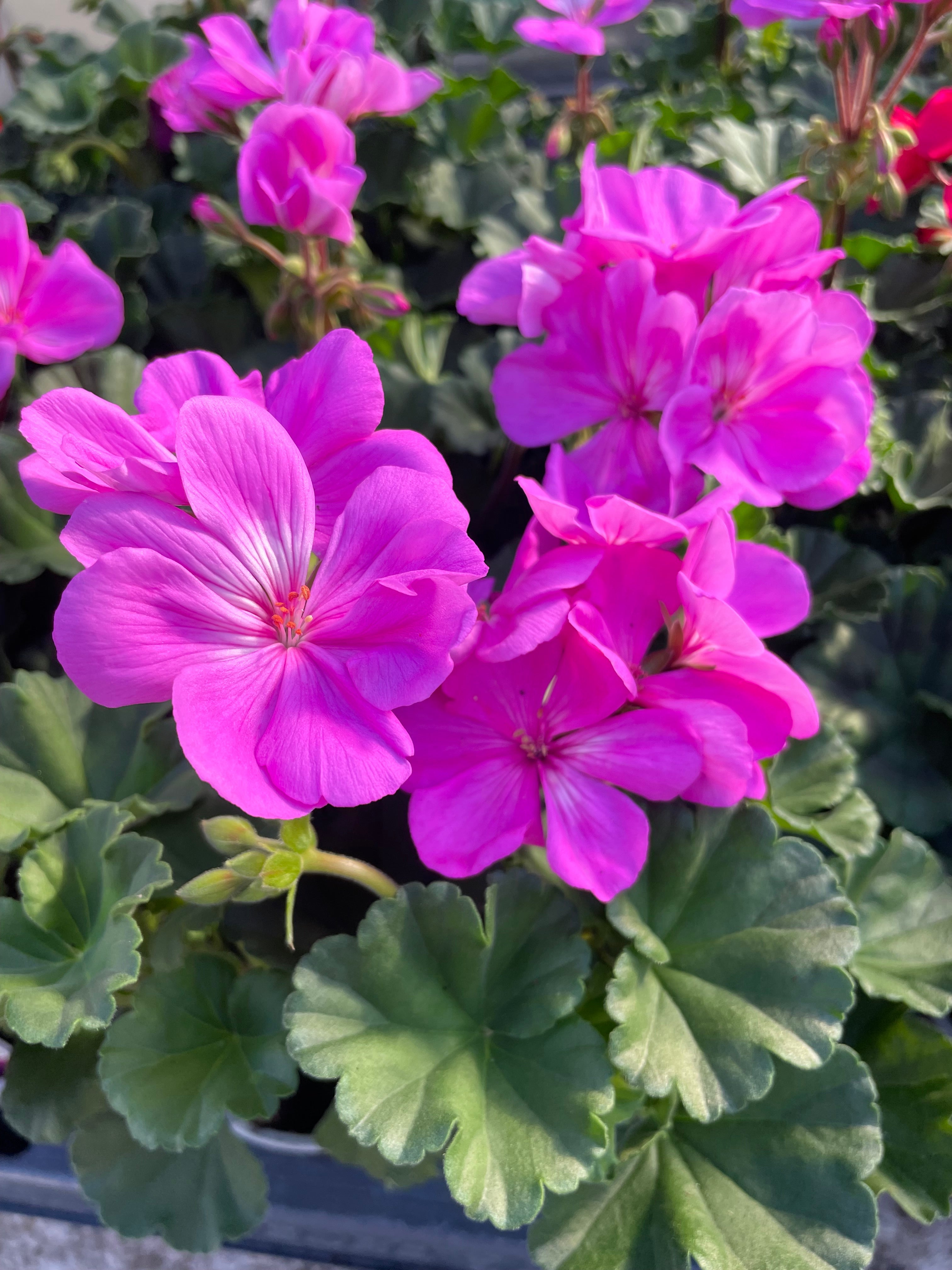 Geranium 10.5cm