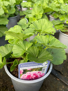 Geranium 1 Litre