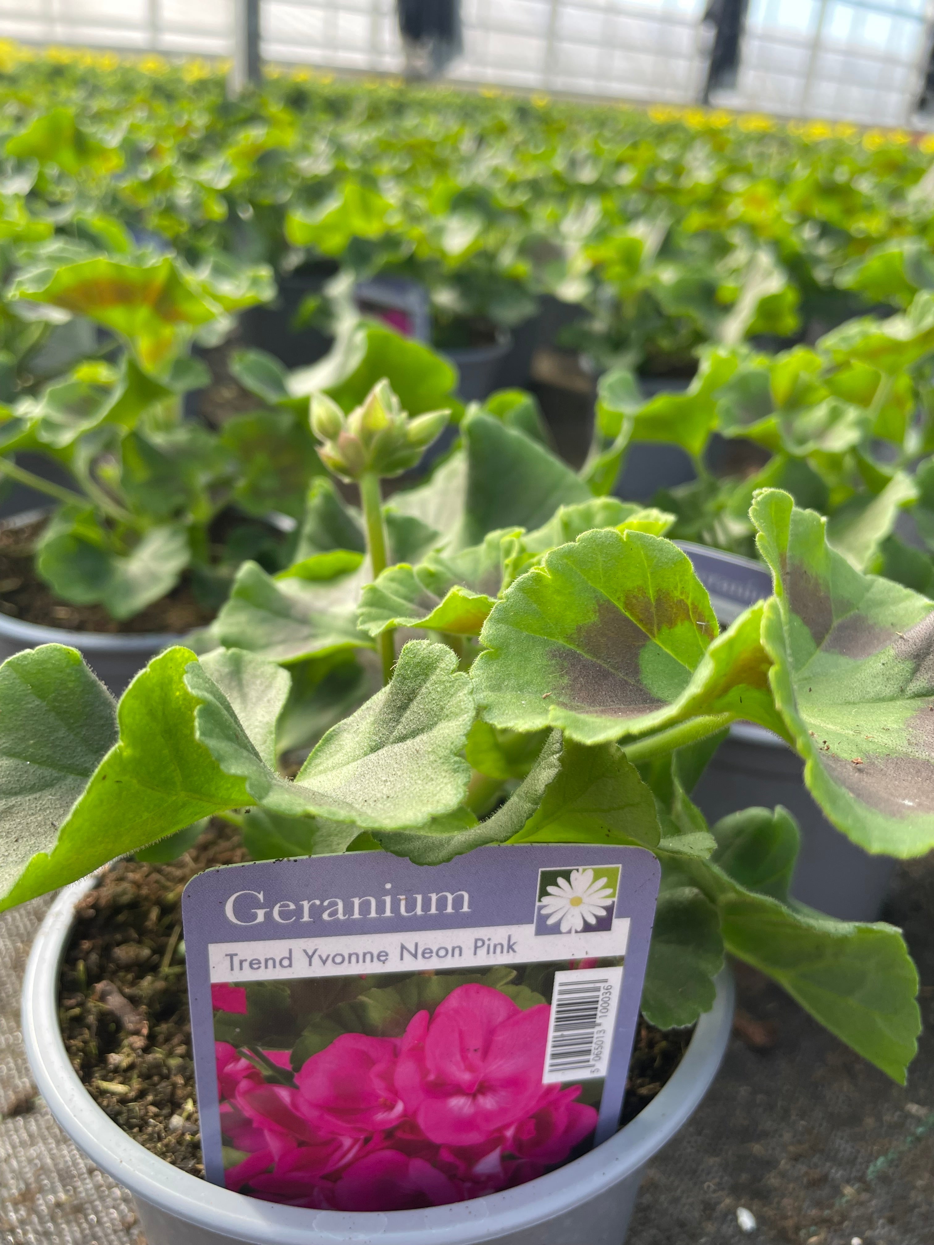 Geranium 1 Litre