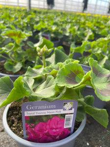 Geranium 1 Litre
