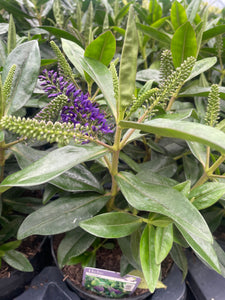Hebe - 3 Litre