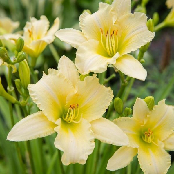 Hemerocallis  3 Litre