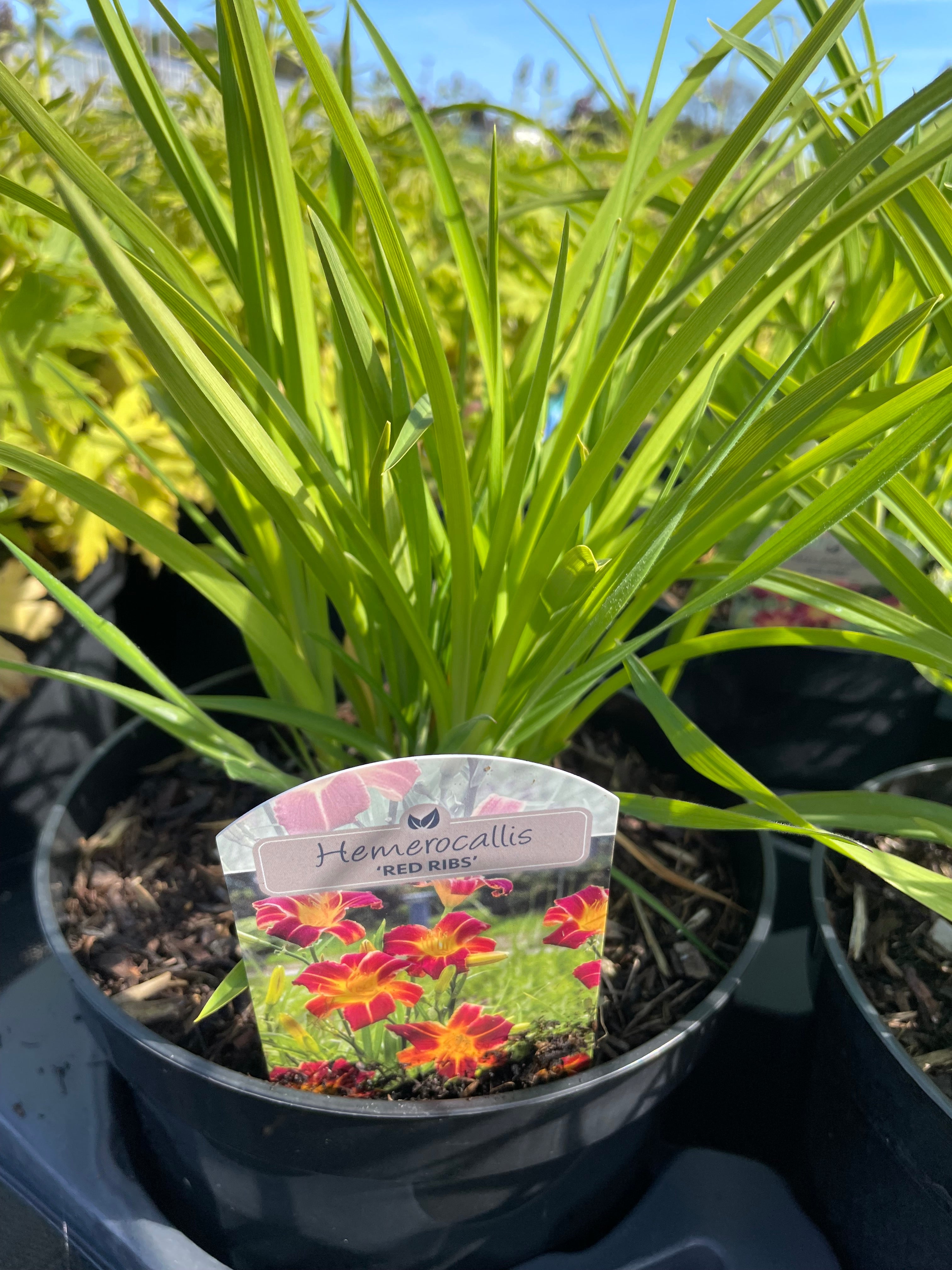 Hemerocallis  3 Litre