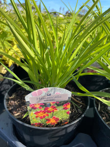 Hemerocallis  3 Litre