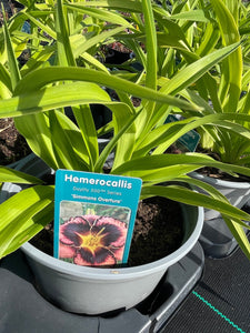 Hemerocallis  3 Litre