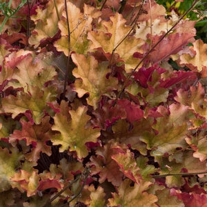 Heuchera Marmalade