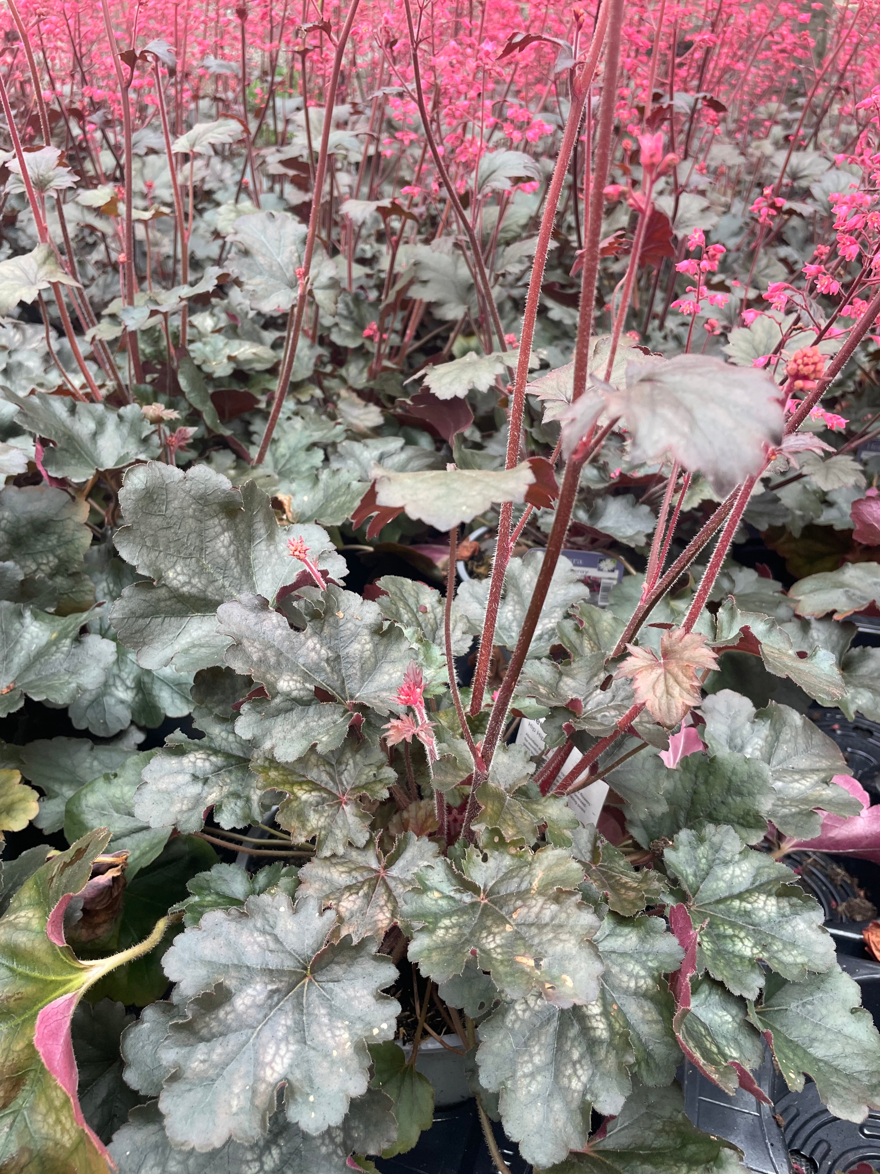 Heuchera Carnival