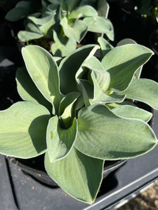 Hosta 3 Litre