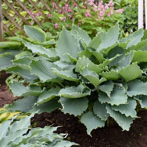 Hosta 3 Litre