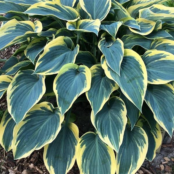 Hosta 3 Litre