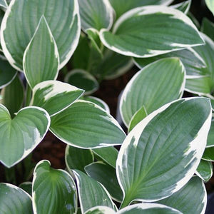 Hosta 3 Litre