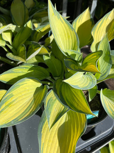 Hosta 3 Litre