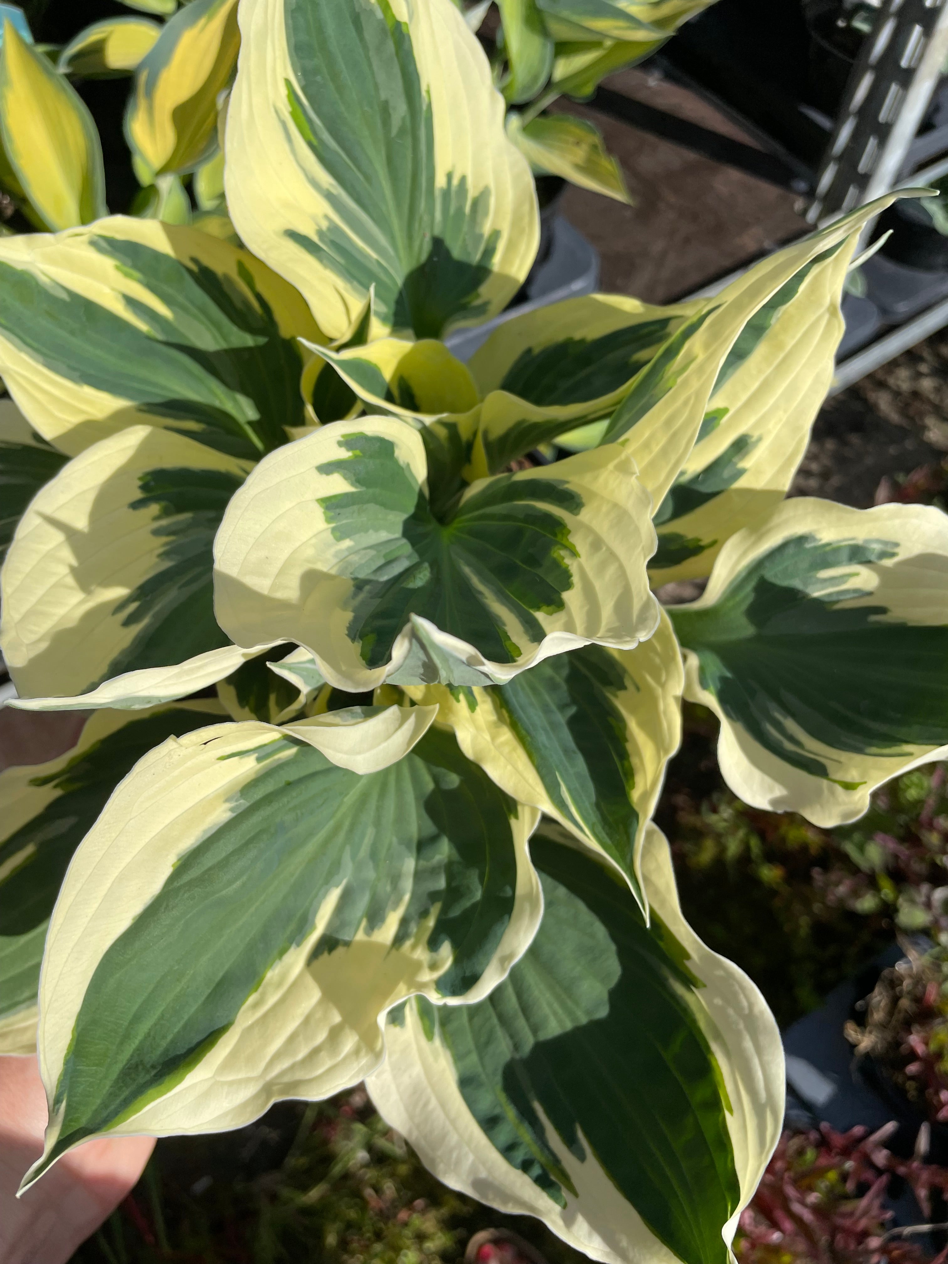 Hosta 3 Litre
