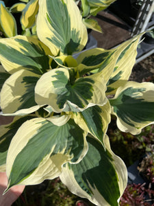 Hosta 3 Litre