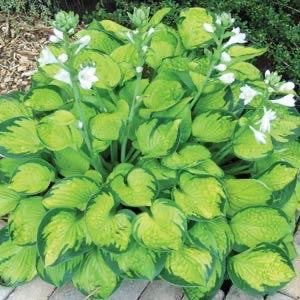 Hosta 3 Litre