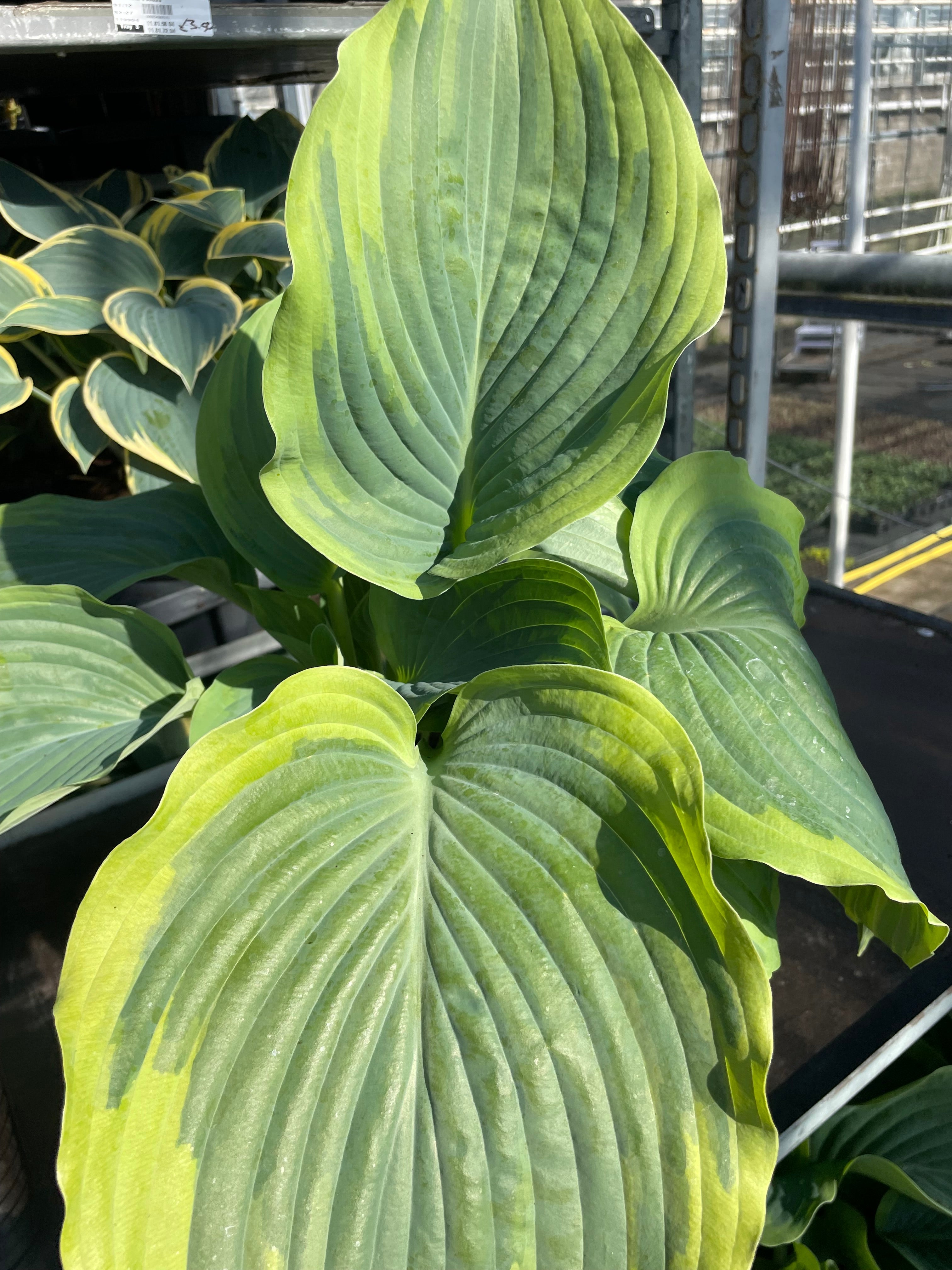 Hosta 3 Litre