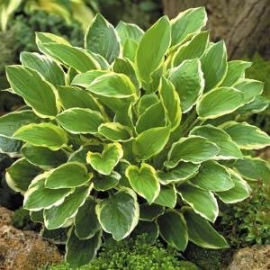 Hosta 3 Litre