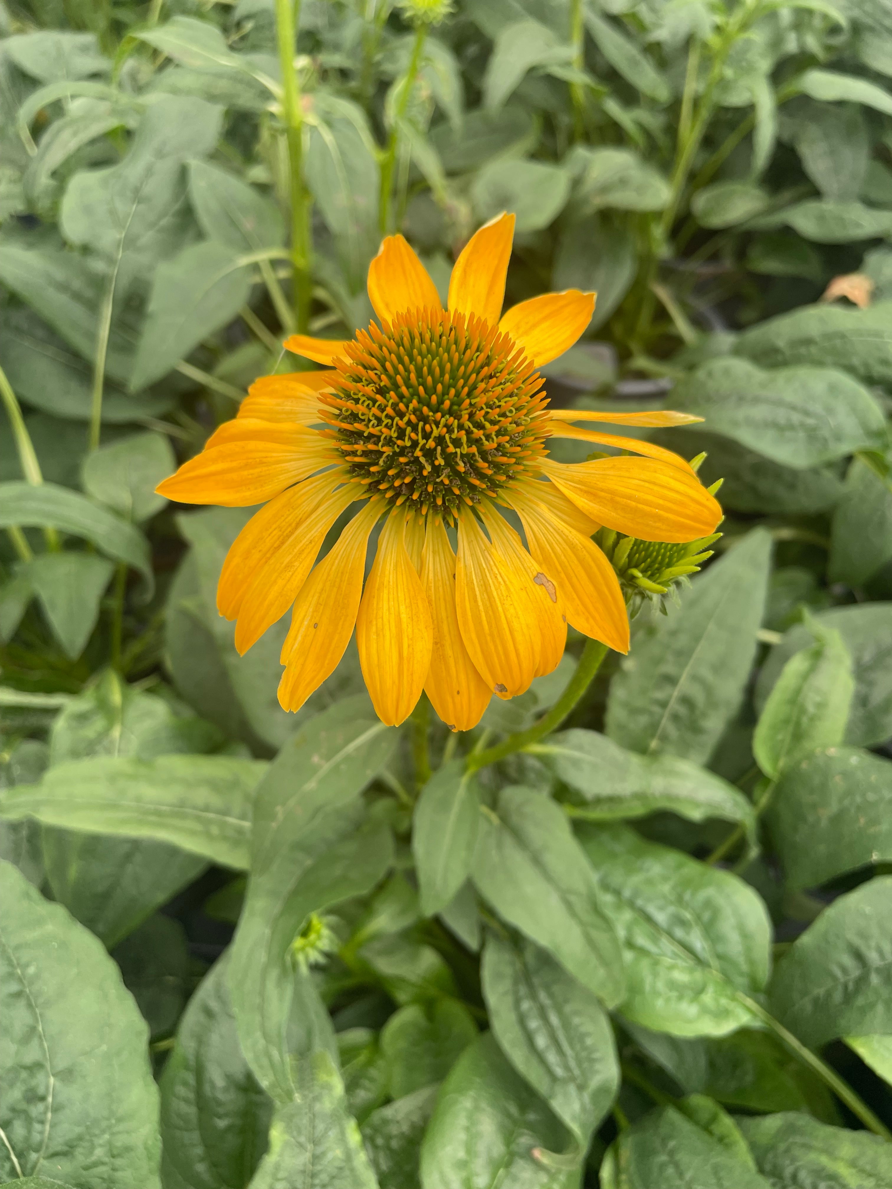 Echinacea