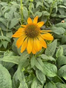 Echinacea