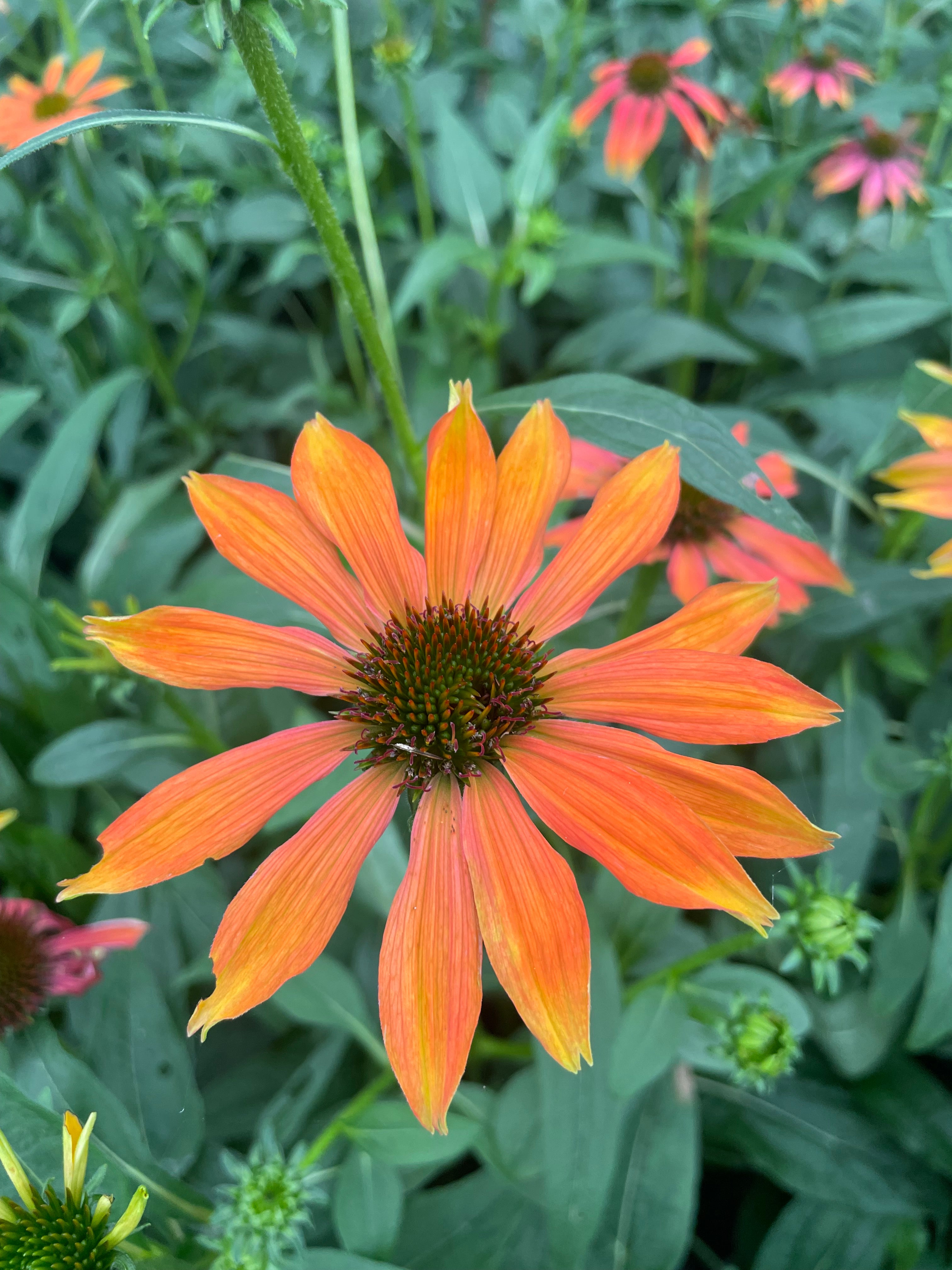 Echinacea
