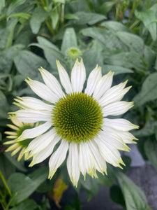 Echinacea