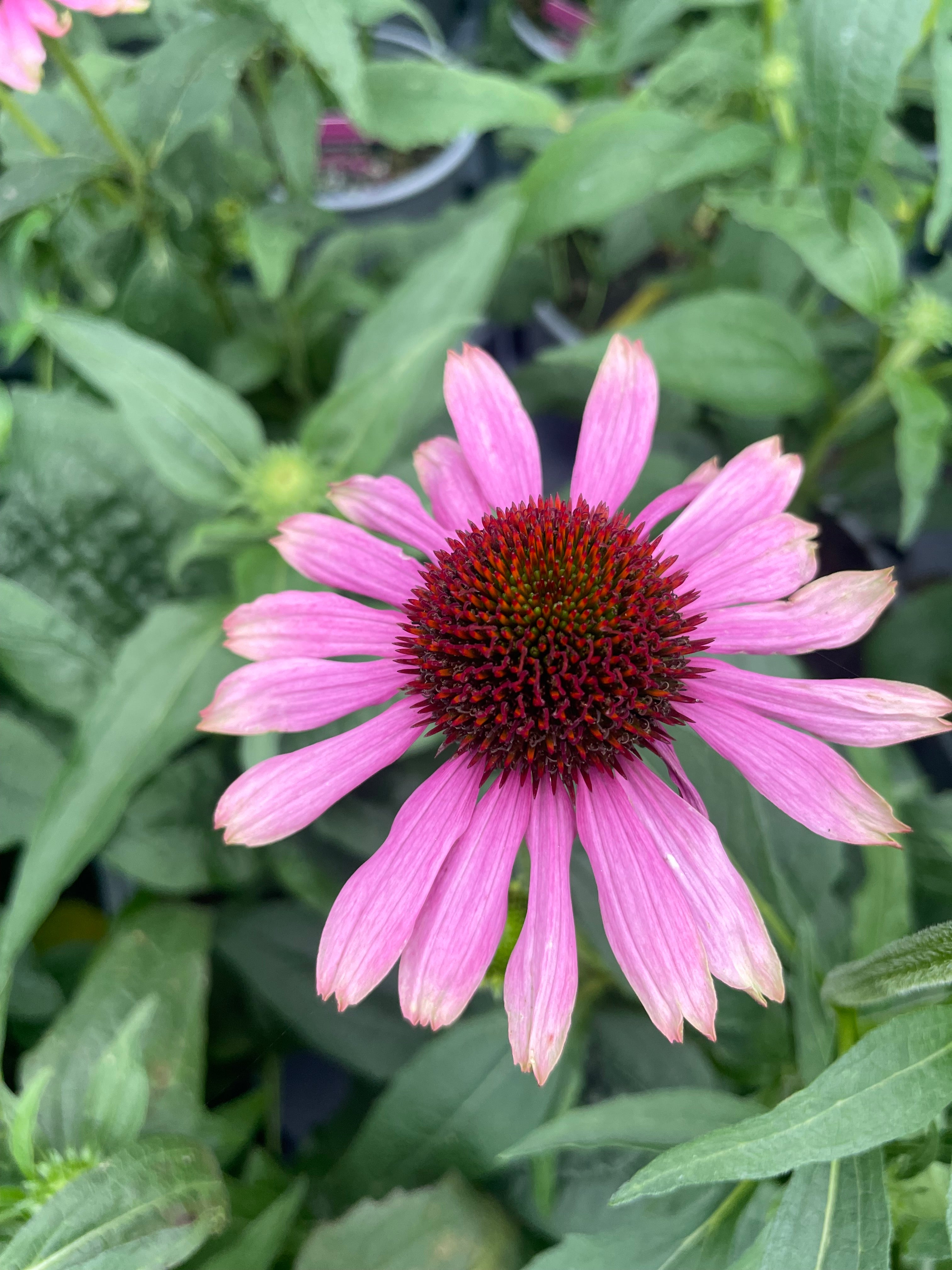 Echinacea