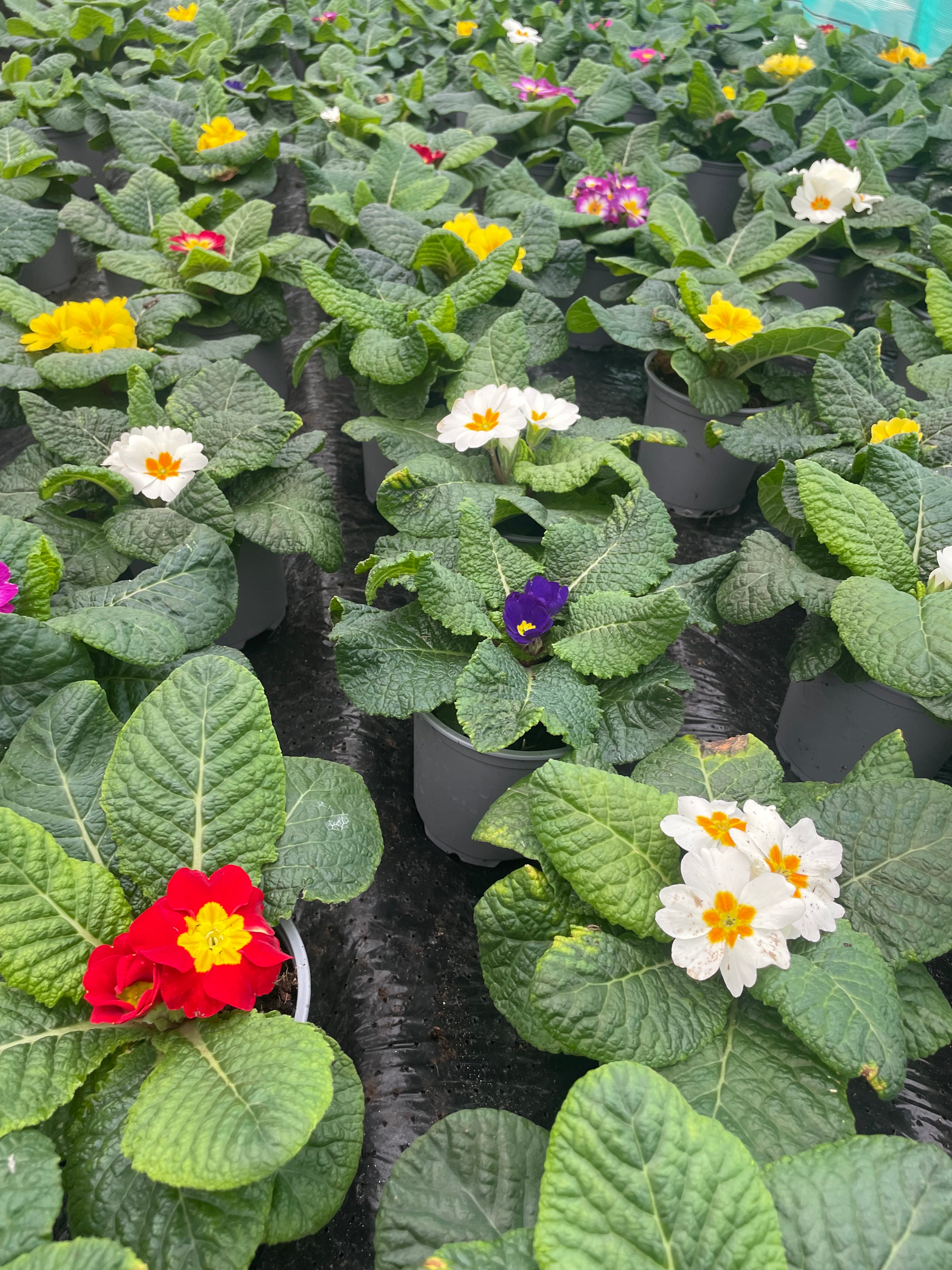 Primrose - 10cm Pot