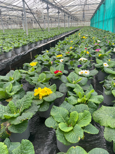 Primrose - 10cm Pot